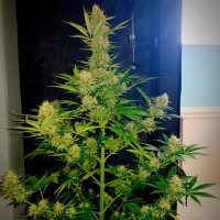 Auto Glueberry O.G. feminised Ganja Seeds