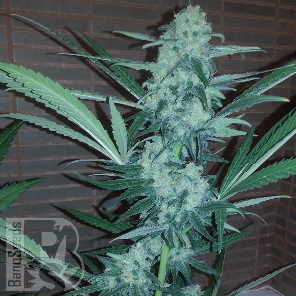 Семена ганжа  Auto Exodus Cheese CBD feminised Ganja Seeds