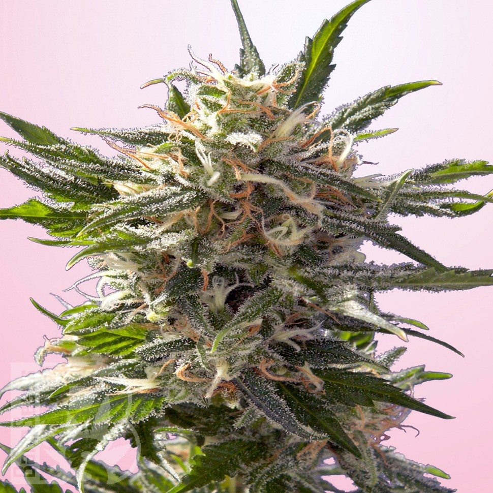 Green-O-Matic feminised Ganja Seeds