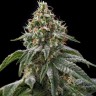 Green-O-Matic feminised Ganja Seeds