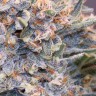 Green-O-Matic feminised Ganja Seeds