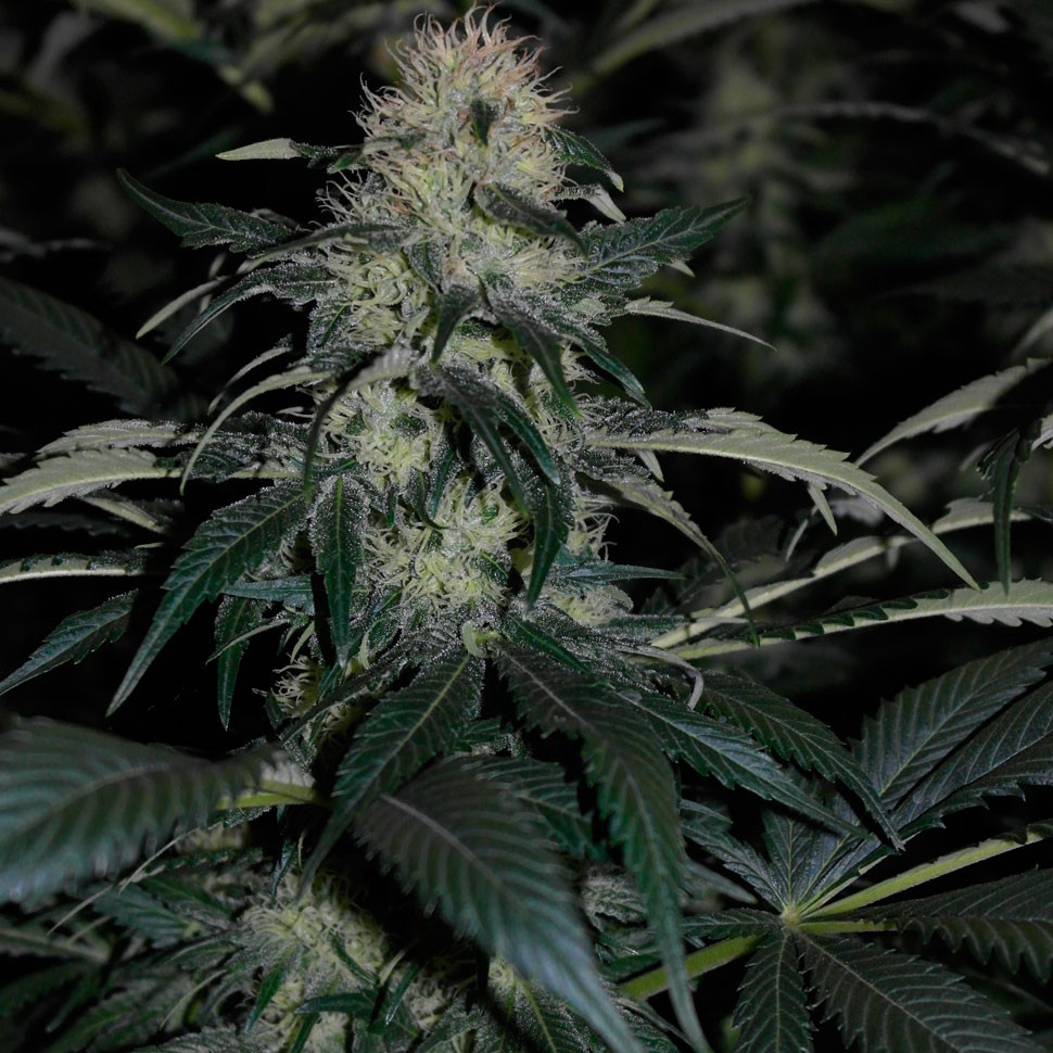 Семена ганжа  Kalichakra feminised Ganja Seeds