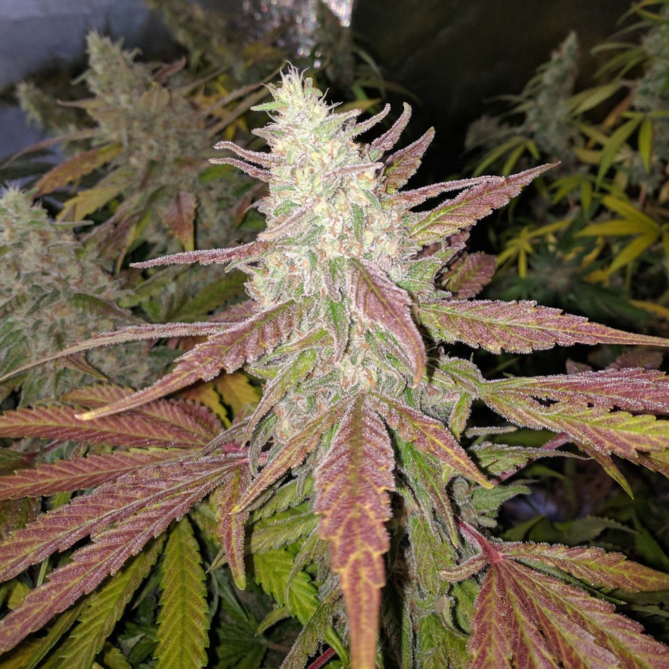 Семена каннабиса  Bubblelicious feminised Ganja Seeds