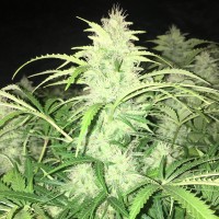 Auto Alter Ego feminised Neuro Seeds