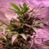 купить семена конопли в Казахстане  Irbis feminised