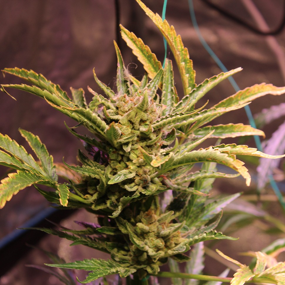 купить семена конопли в оригинальных упаковках  Irbis feminised