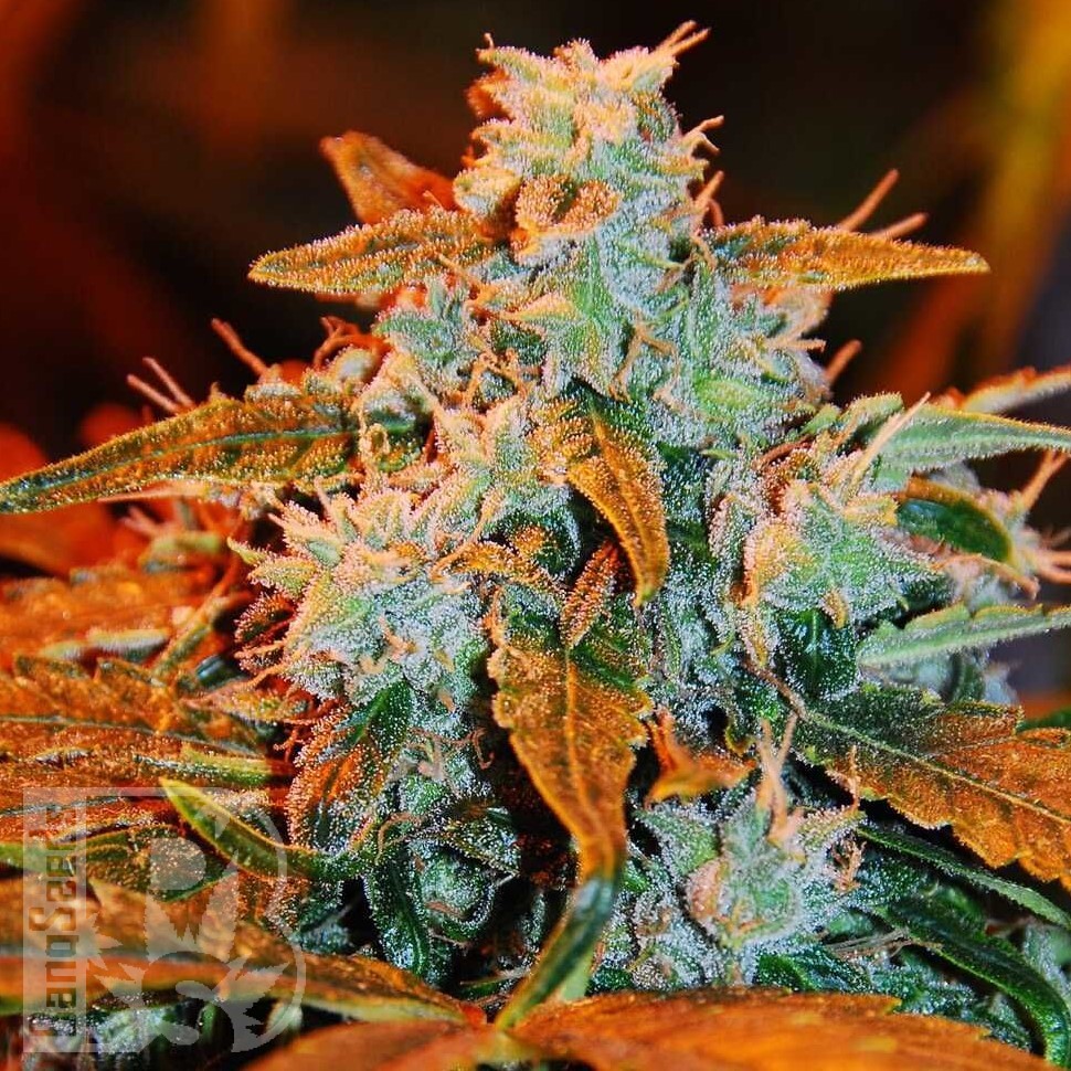 Семена  Irbis feminised Bang Seeds