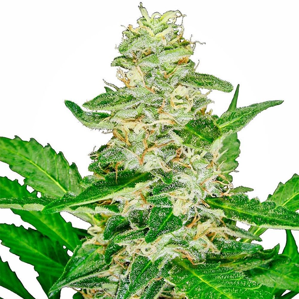 Семена марихуаны Auto Skunk feminised Ganja Seeds