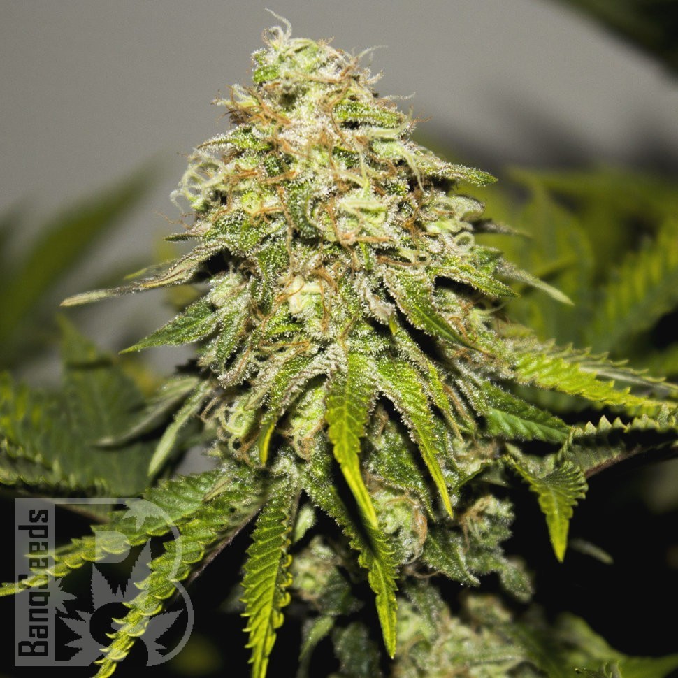 Семена ганжа  Auto Skunk feminised Ganja Seeds