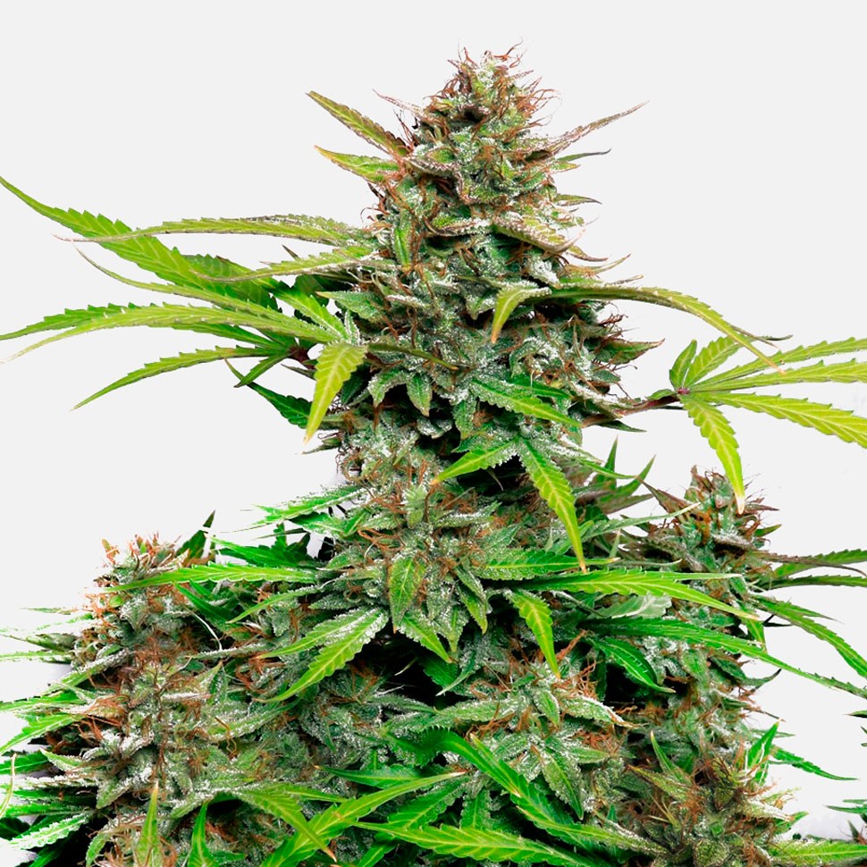Семена марихуаны  Auto Snow Queen feminised Ganja Seeds