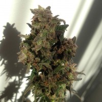 Auto Galaktika feminised Ganja Seeds