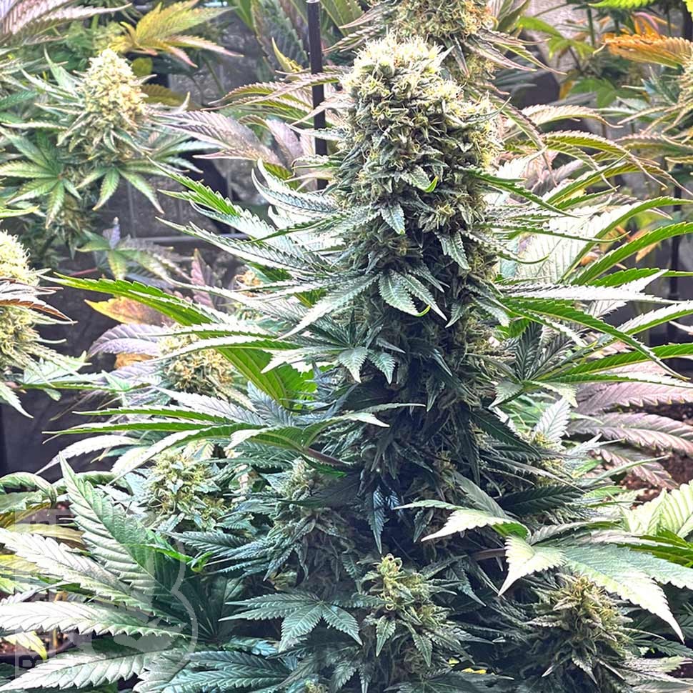 Семена конопли  Banana Punch feminised Ganja Seeds