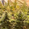 Семена конопли  Banana Punch feminised Ganja Seeds