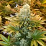 Семена конопли  Banana Punch feminised Ganja Seeds