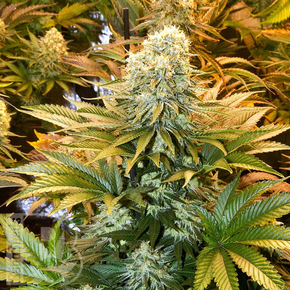 Семена конопли  Banana Punch feminised Ganja Seeds