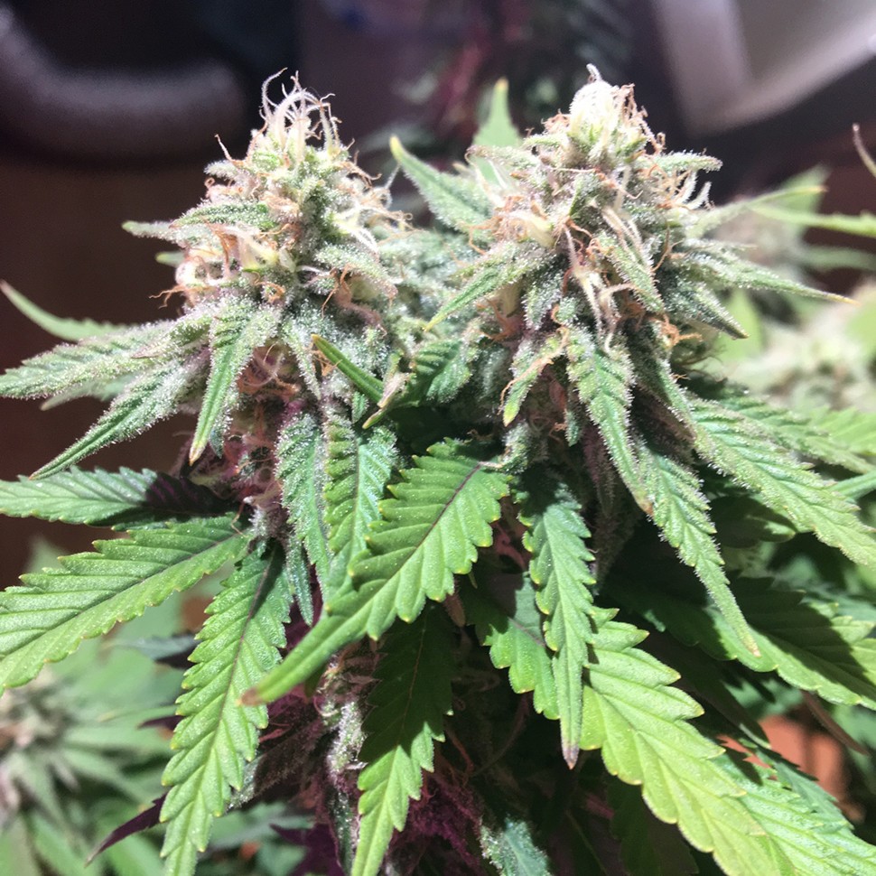Семена  M8 feminised Ganja Seeds