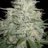 Семена  M8 feminised Ganja Seeds
