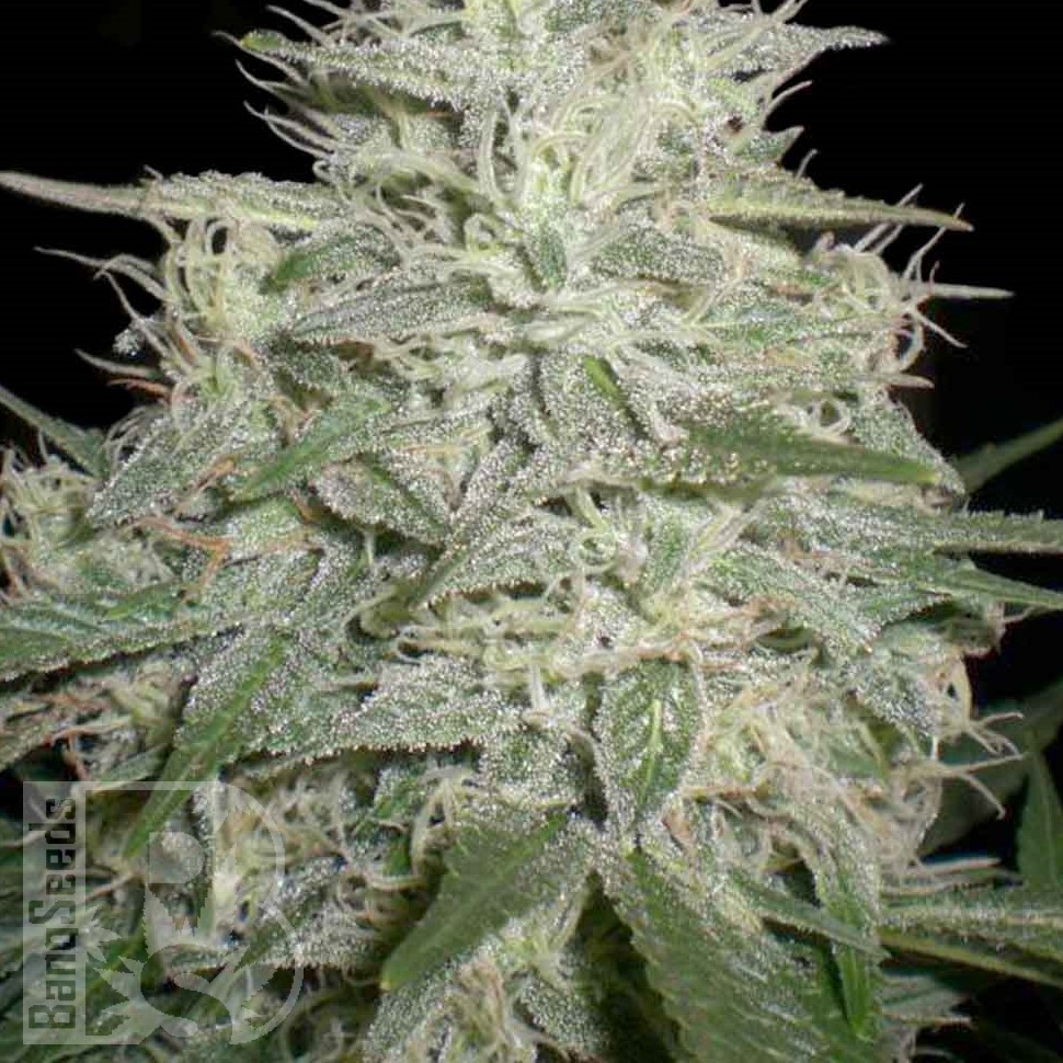 Семена  M8 feminised Ganja Seeds
