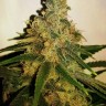Семена  M8 feminised Ganja Seeds