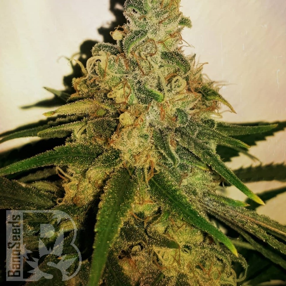 Семена  M8 feminised Ganja Seeds