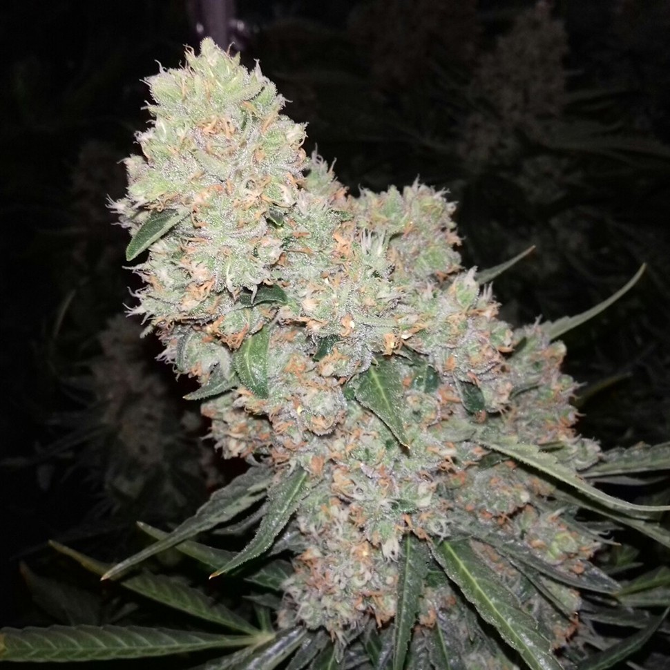 Семена  Auto Creative Reactor feminised Neuro Seeds