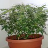 Семена конопли Auto Magnum feminised Ganja Seeds