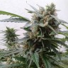 Качественные семена конопли Auto Magnum feminised Ganja Seeds