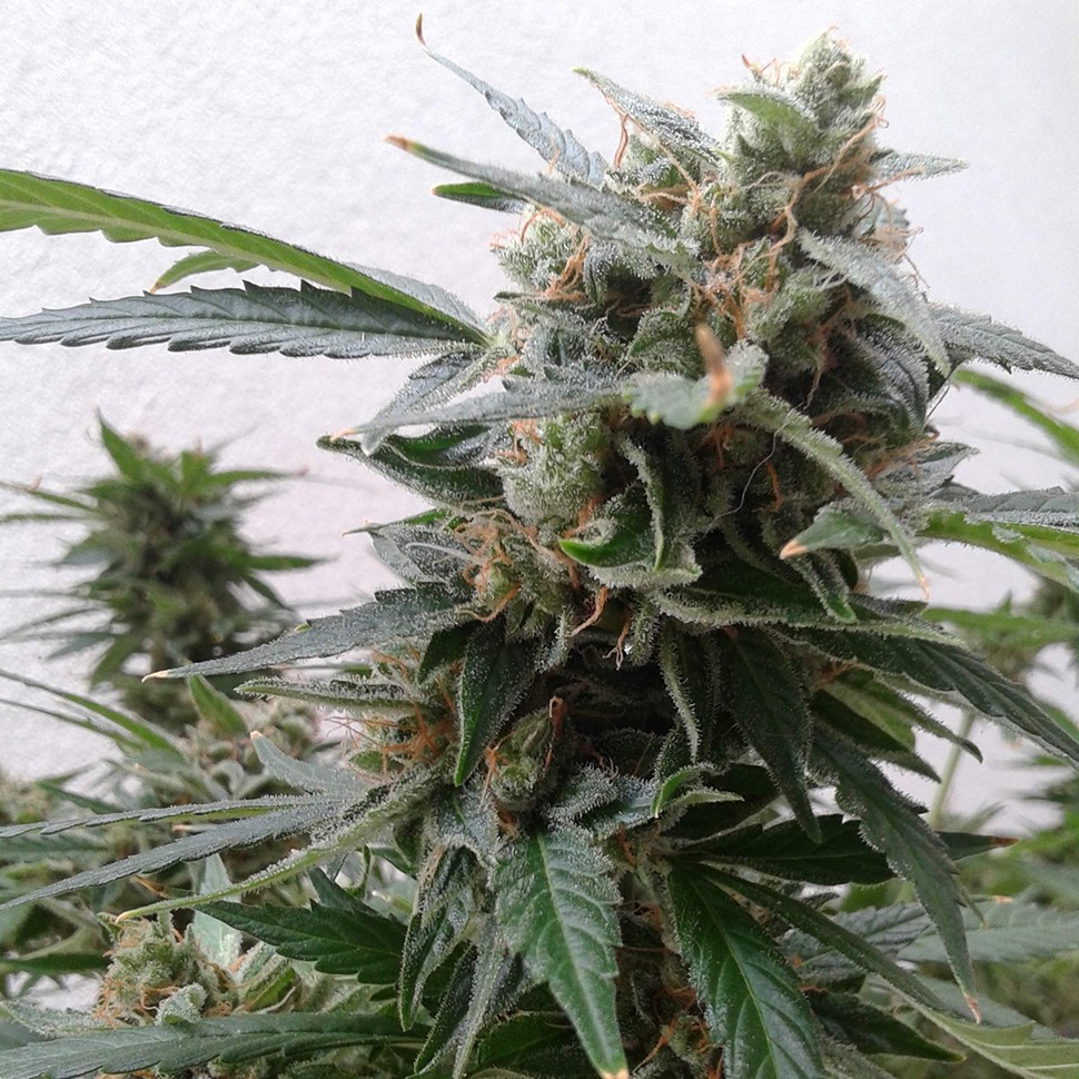 Семена конопли  Auto Magnum feminised Ganja Seeds