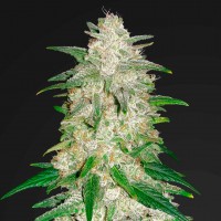 Auto Gelato feminised Ganja Seeds