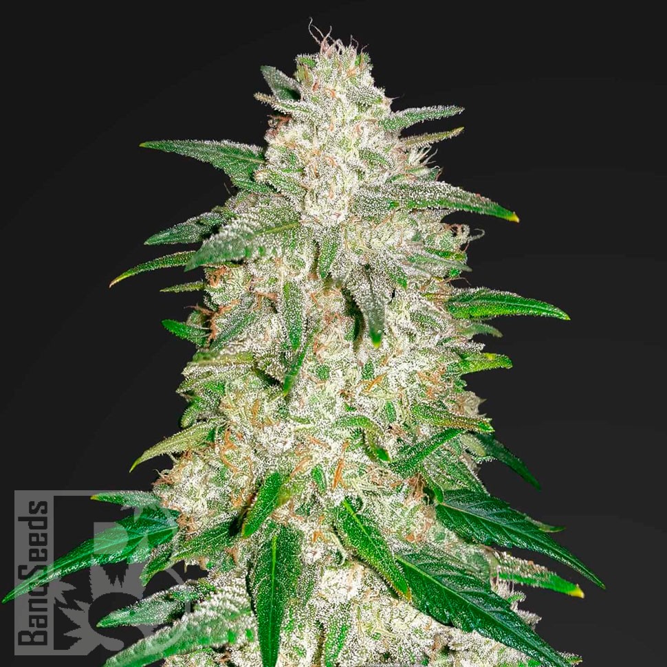 Семена марихуаны  Auto Gelato feminised Ganja Seeds