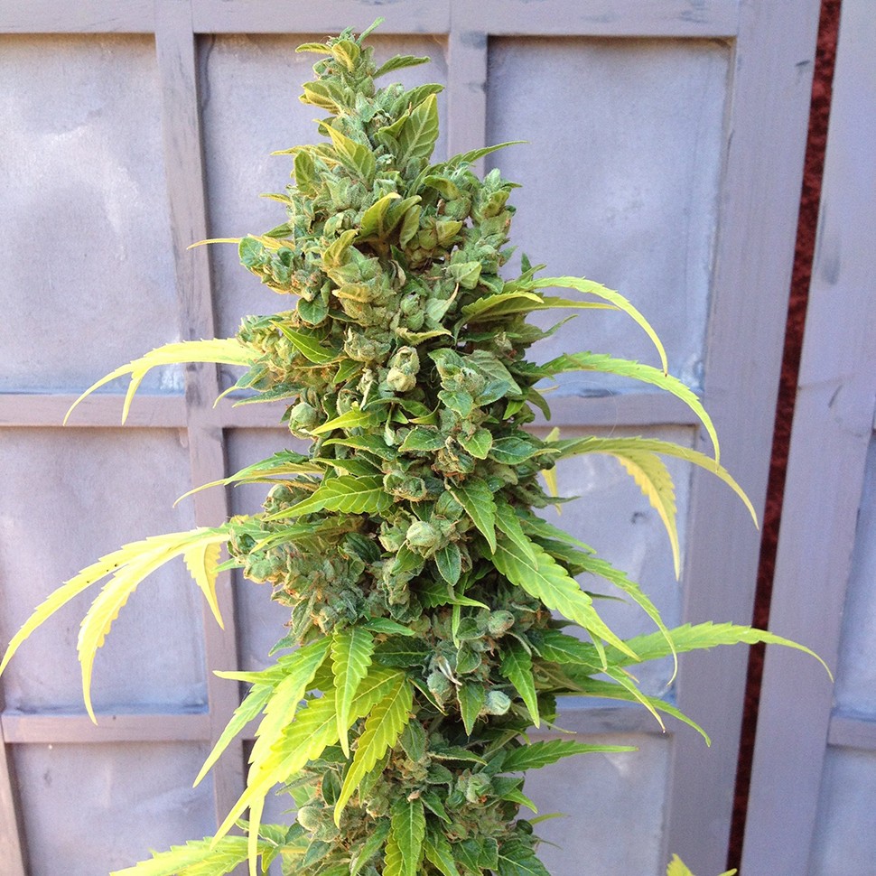Семена конопли  Auto Adonis feminised Bang Seeds