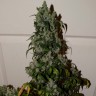 Семена конопли  Auto Adonis feminised Bang Seeds