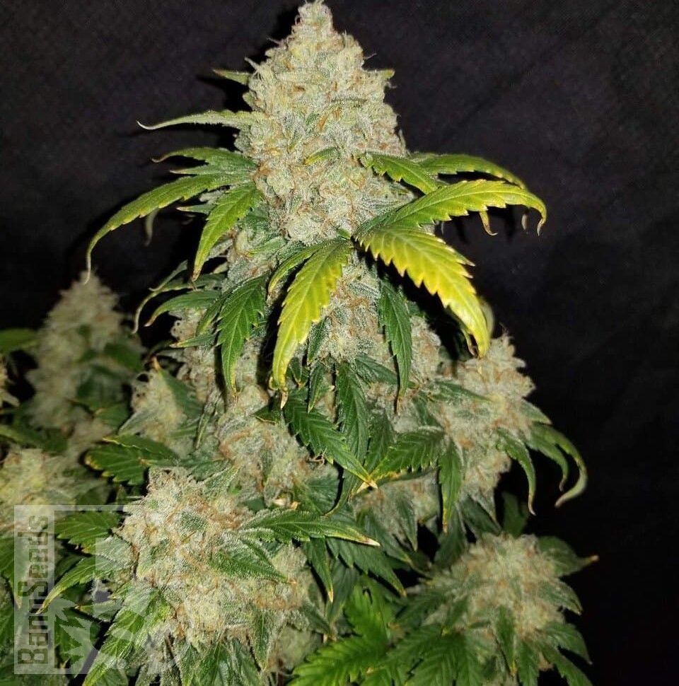 Семена конопли  Auto Adonis feminised Bang Seeds