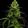 Семена ганжа  Jasybay feminised Bang Seeds