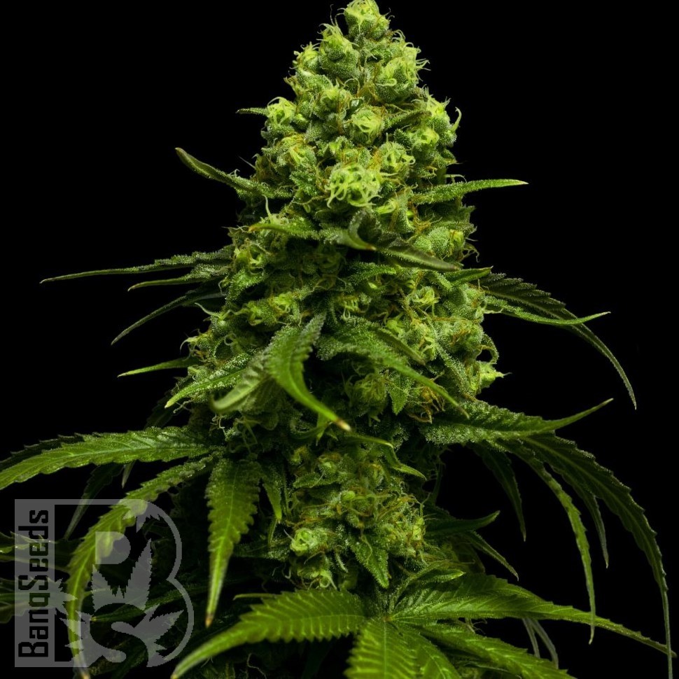 Семена ганжа  Jasybay feminised Bang Seeds