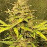 Семена ганжа  Jasybay feminised Bang Seeds