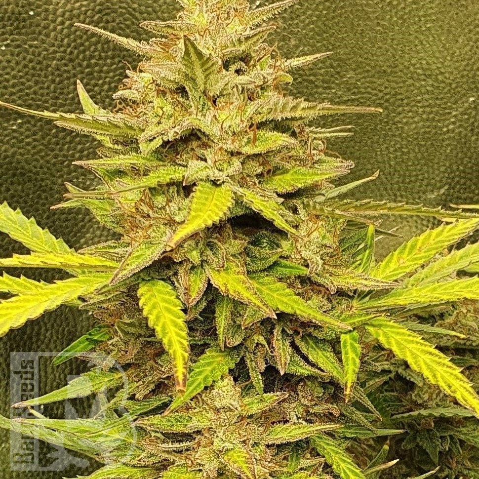 Семена ганжа  Jasybay feminised Bang Seeds