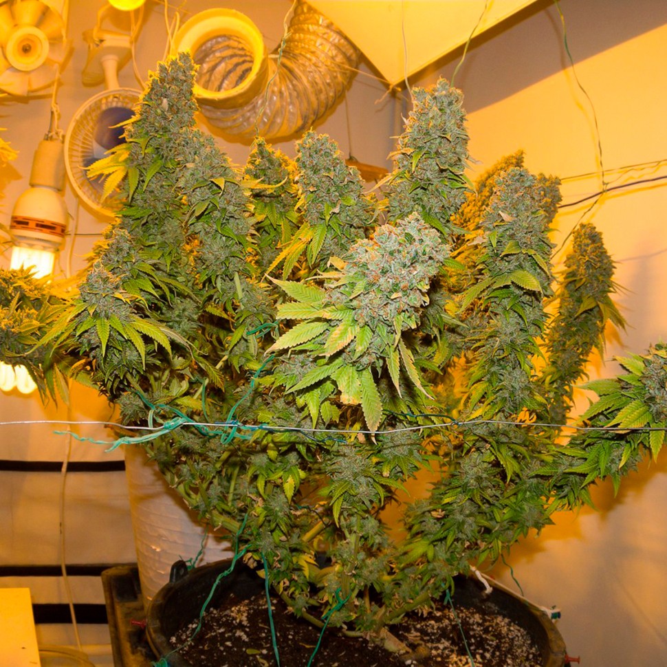 Семена  Blue Gelato 41 feminised Ganja Seeds