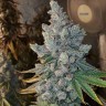 Семена  Blue Gelato 41 feminised Ganja Seeds