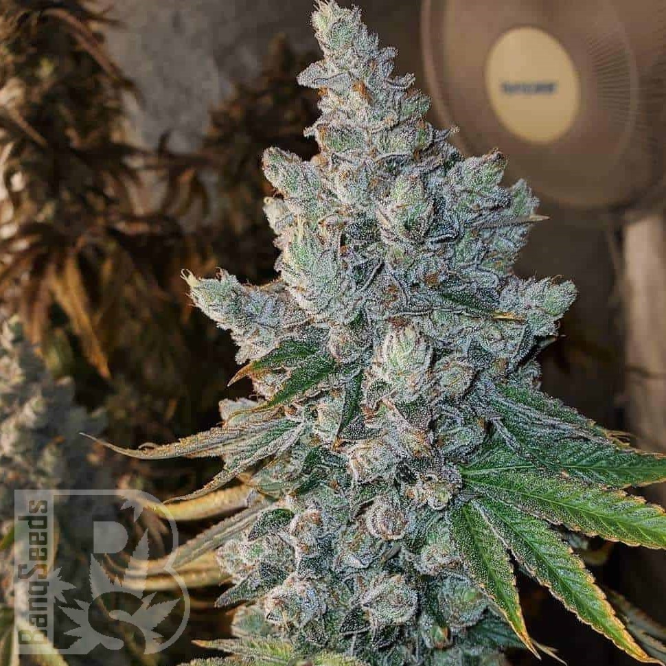 Семена  Blue Gelato 41 feminised Ganja Seeds