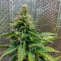 Auto Royal AK feminised Ganja Seeds