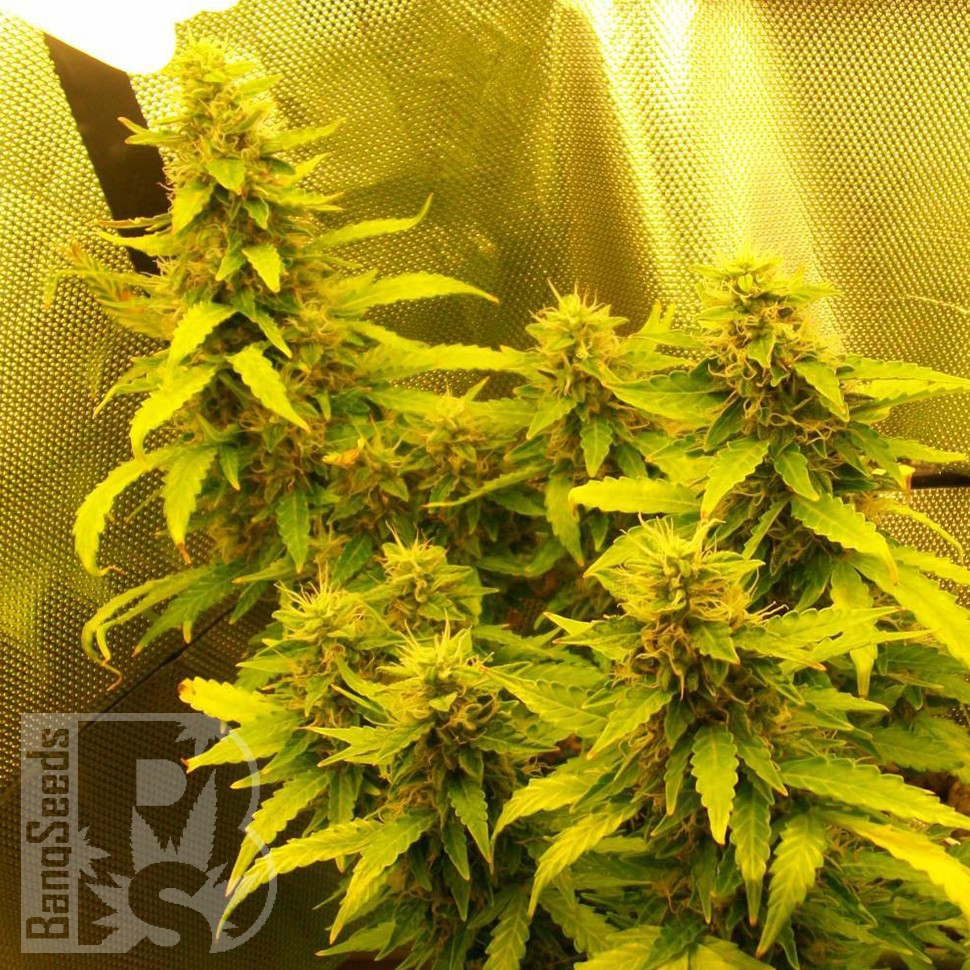Семена ганжа  Auto Great White feminised Ganja Seeds