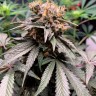 Hawaiian Snow feminised Ganja Seeds