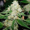 Семена ганжа  Hell's Angel OG feminised Ganja Seeds