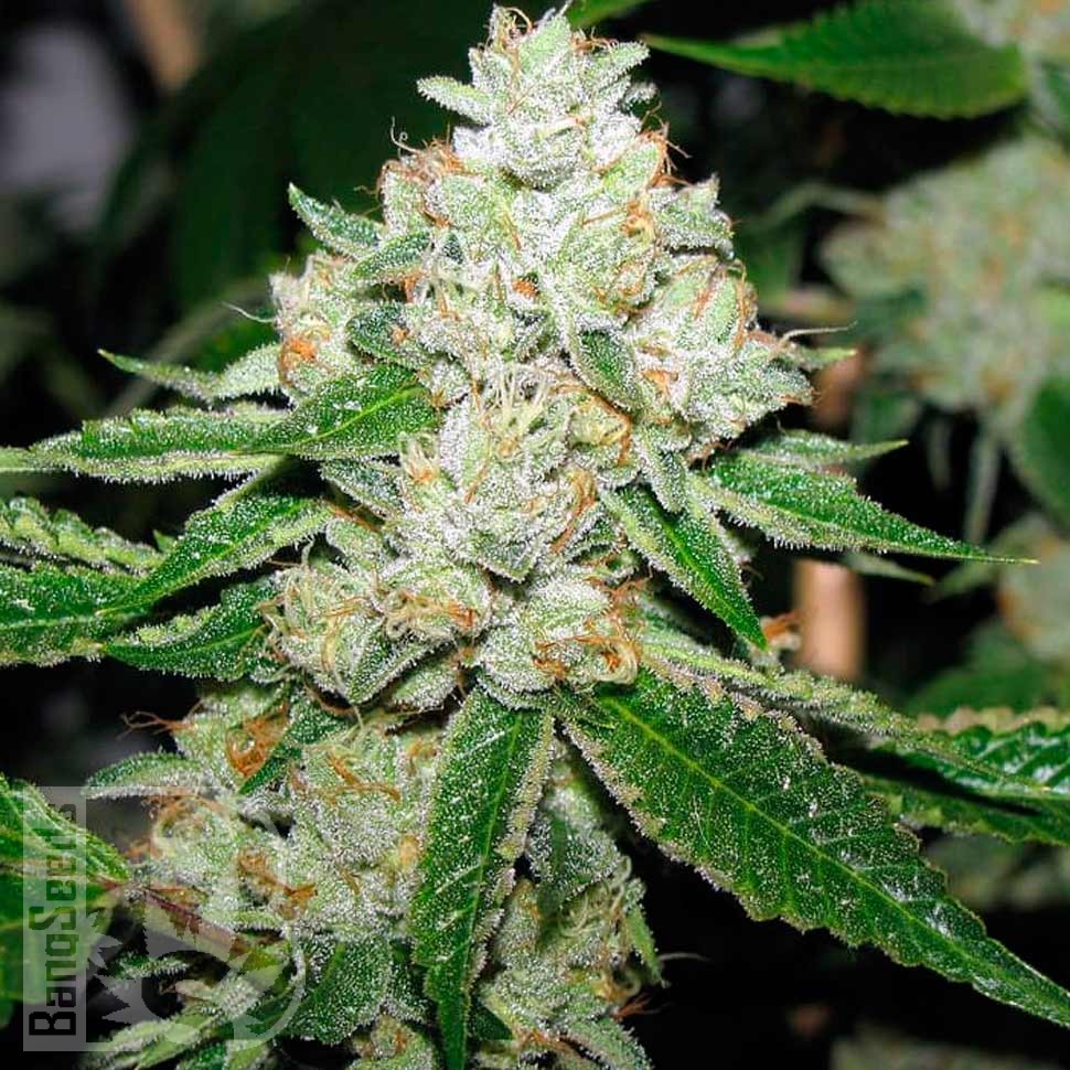 Семена ганжа  Hell's Angel OG feminised Ganja Seeds