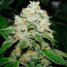 Семена ганжа  Hell's Angel OG feminised Ganja Seeds