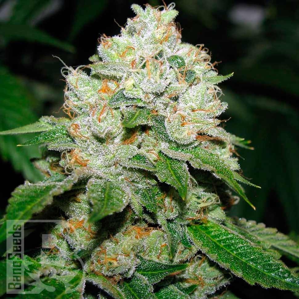 Семена ганжа  Hell's Angel OG feminised Ganja Seeds