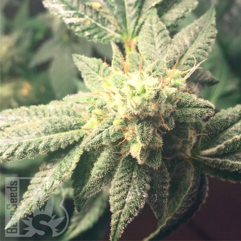 Семена ганжа  Hell's Angel OG feminised Ganja Seeds
