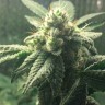 Семена ганжа  Hell's Angel OG feminised Ganja Seeds
