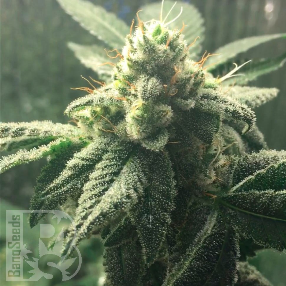 Семена ганжа  Hell's Angel OG feminised Ganja Seeds